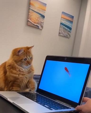 猫と魚