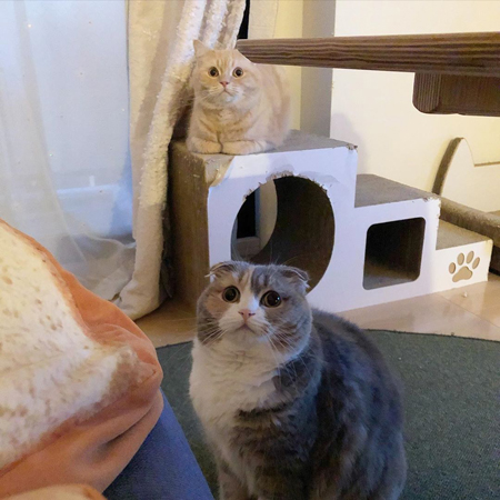 ココさんとモフくん