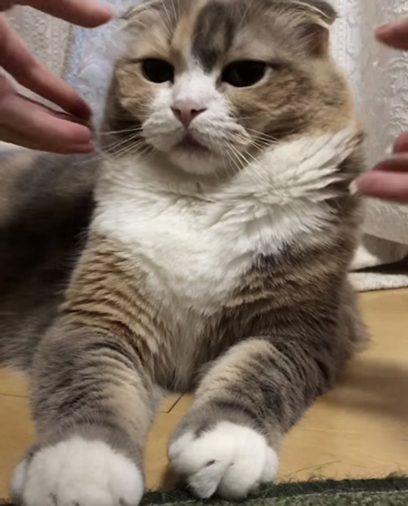 ココさんに手が伸びてきた