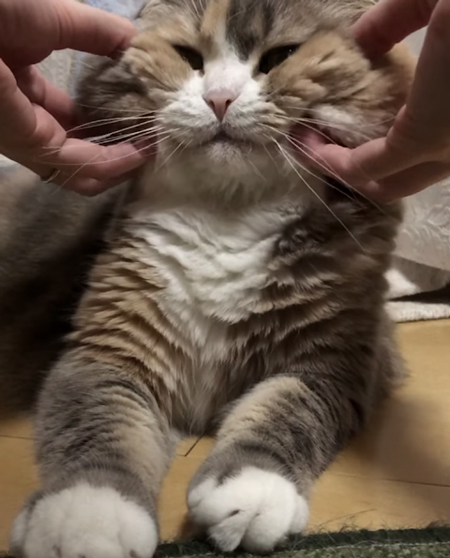 むにっとされたココさん