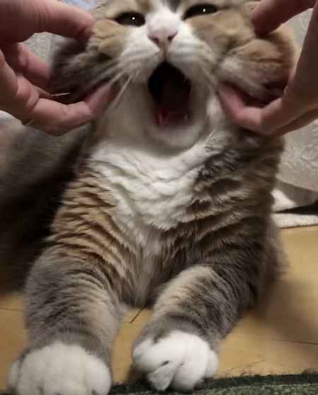 口を開けたココさん