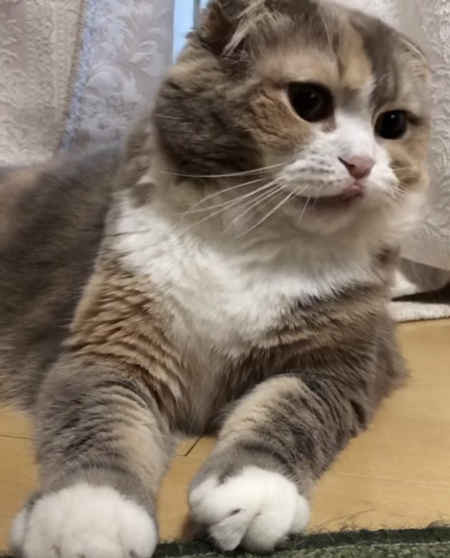 舌ペロココさん