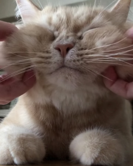 こねられるモフくん