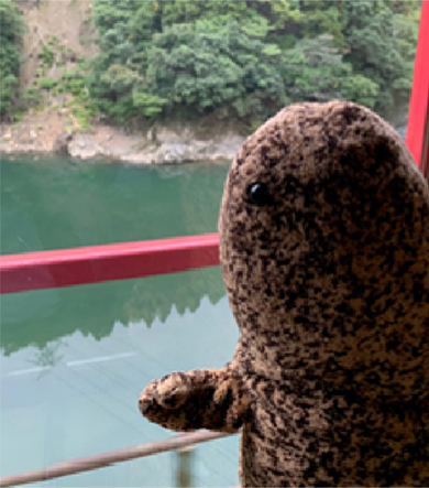 オオサンショウウオ