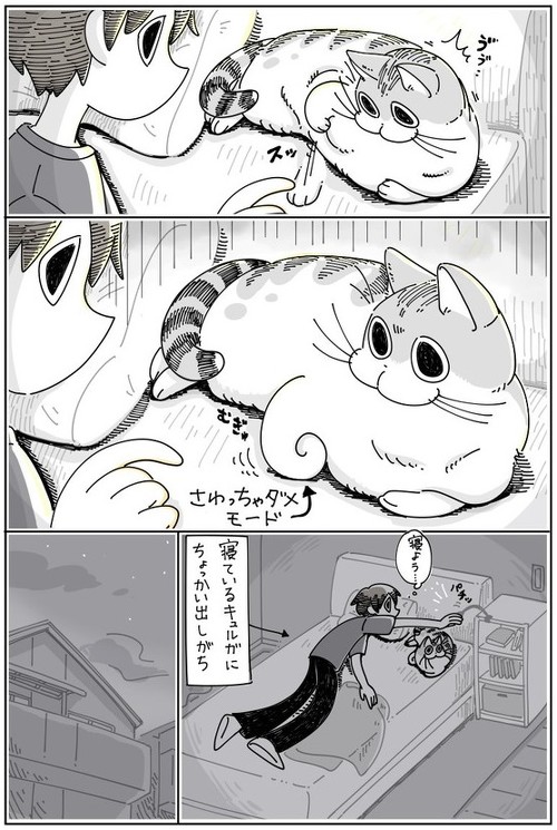 「寝てるネコにちょっかい出したくなる」