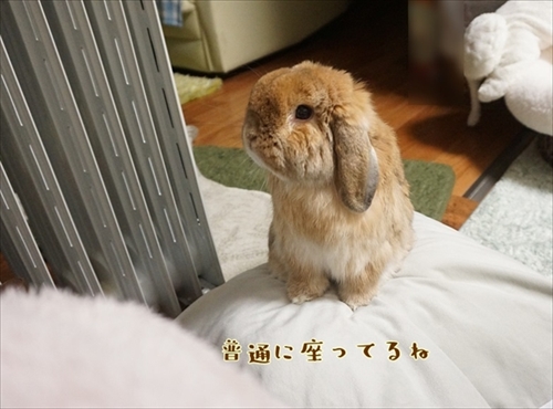 もんじももじじ