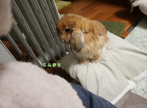 もんじももじじ