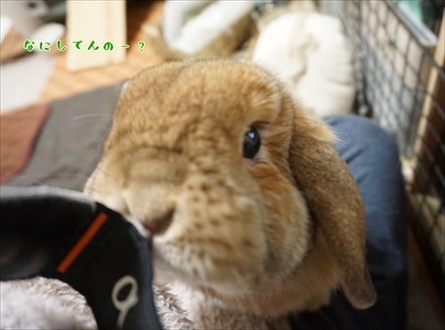 もんじももじじ