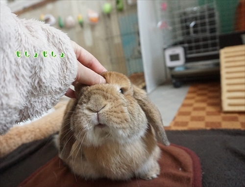 もんじももじじ