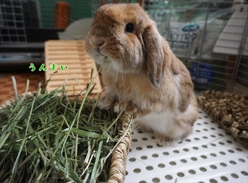 もんじももじじ