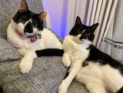 猫がゴロゴロよろこぶCDブック 猫専用 ヒーリングミュージック ネコ研究 響介