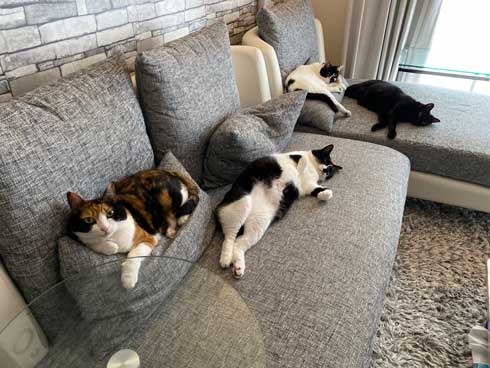 猫がゴロゴロよろこぶCDブック 猫専用 ヒーリングミュージック ネコ研究 響介