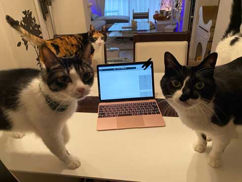 猫がゴロゴロよろこぶCDブック 猫専用 ヒーリングミュージック ネコ研究 響介