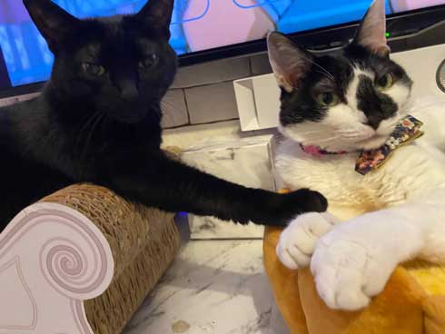 猫がゴロゴロよろこぶCDブック 猫専用 ヒーリングミュージック ネコ研究 響介