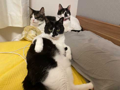 猫がゴロゴロよろこぶCDブック 猫専用 ヒーリングミュージック ネコ研究 響介