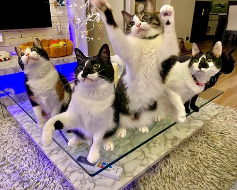 猫がゴロゴロよろこぶCDブック 猫専用 ヒーリングミュージック ネコ研究 響介