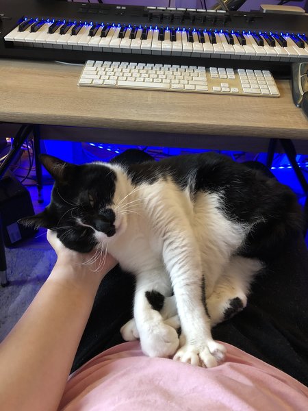 猫がゴロゴロよろこぶCDブック 猫専用 ヒーリングミュージック ネコ研究 響介