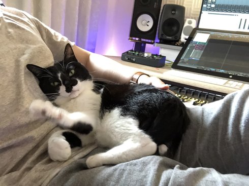 猫がゴロゴロよろこぶCDブック 猫専用 ヒーリングミュージック ネコ研究 響介