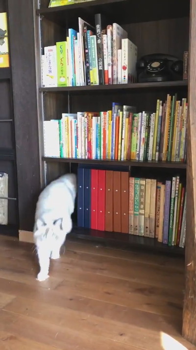 ネコちゃんが湧く本棚