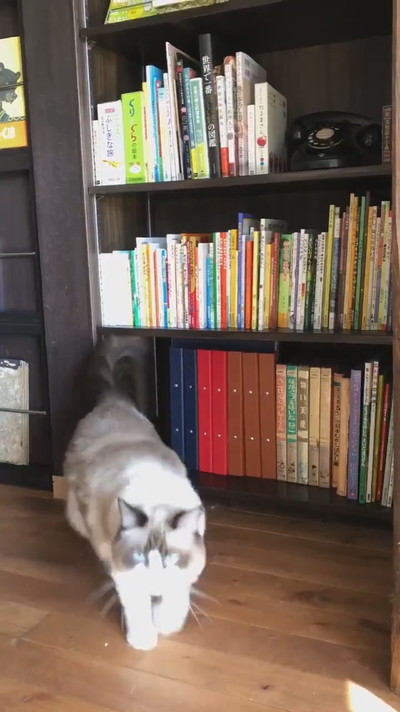 ネコちゃんが湧く本棚