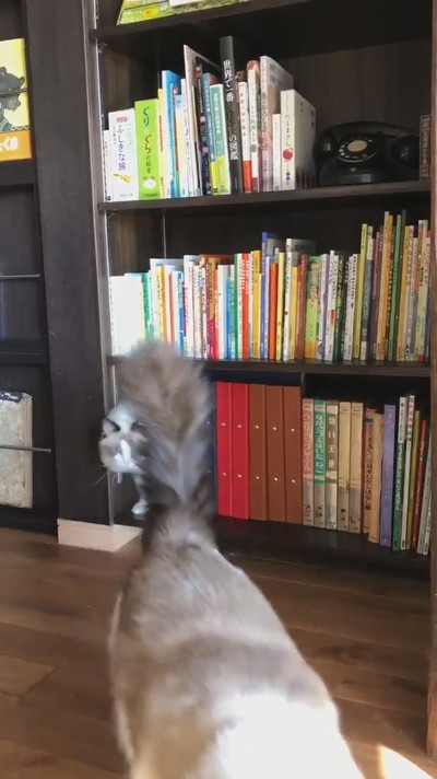 ネコちゃんが湧く本棚