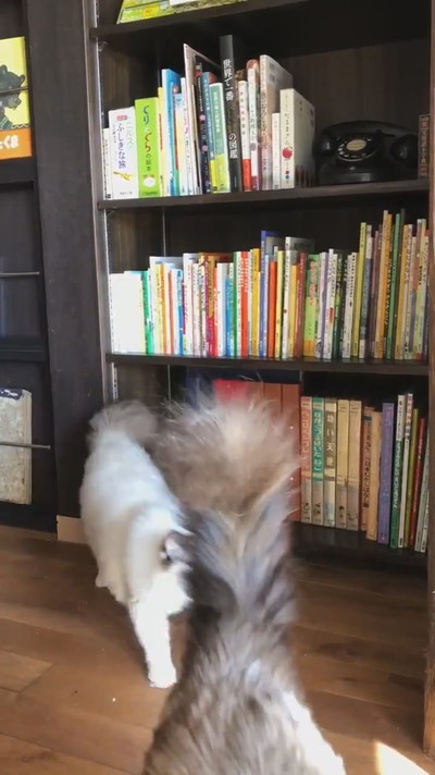 ネコちゃんが湧く本棚