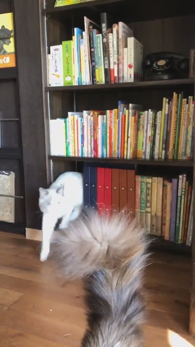 ネコちゃんが湧く本棚