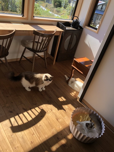 店内のネコちゃんたち