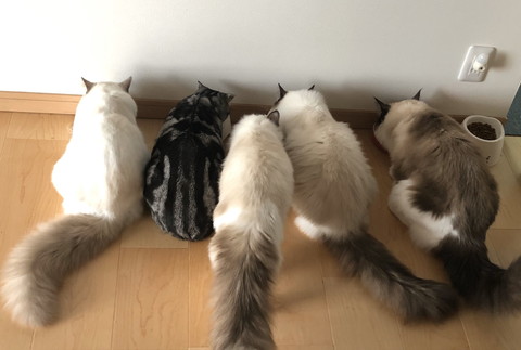店内のネコちゃんたち