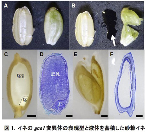 受精に失敗したイネが米粒ではなく砂糖水を生成　名大チームがゲノム編集技術で「砂糖イネ」を開発