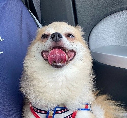 ペット手帳 ベストショット