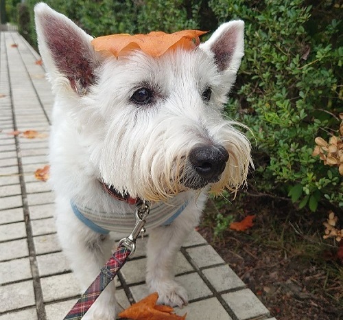 ペット手帳 ベストショット