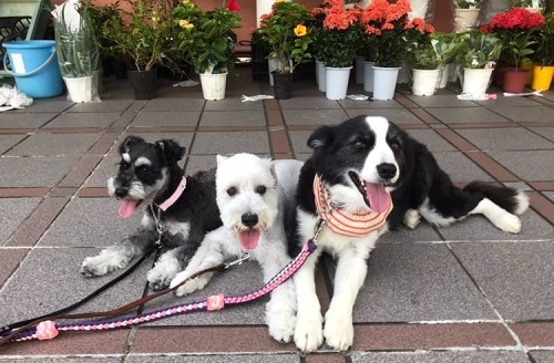 ペット手帳 ベストショット