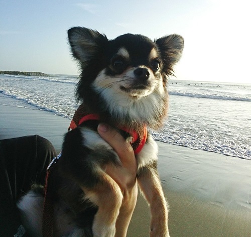 ペット手帳 ベストショット