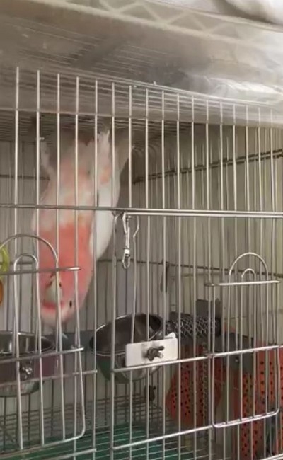 秒で脱走するオウムさん