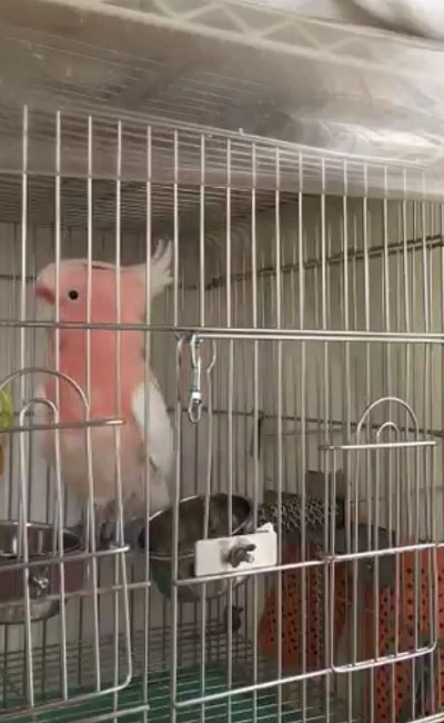 秒で脱走するオウムさん