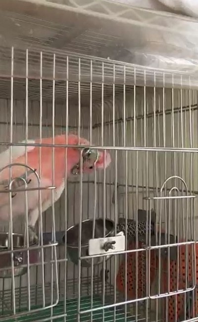 秒で脱走するオウムさん