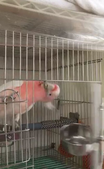 秒で脱走するオウムさん