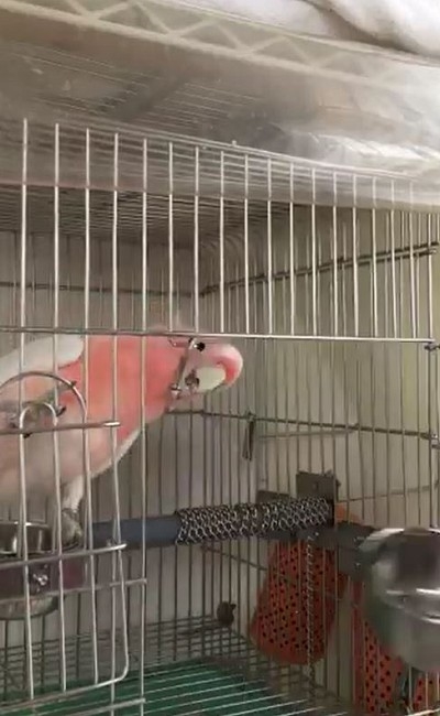 秒で脱走するオウムさん