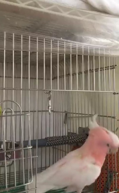 秒で脱走するオウムさん