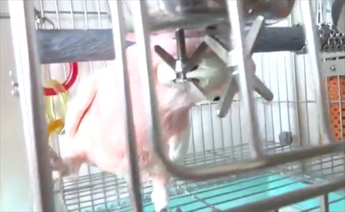 秒で脱走するオウムさん