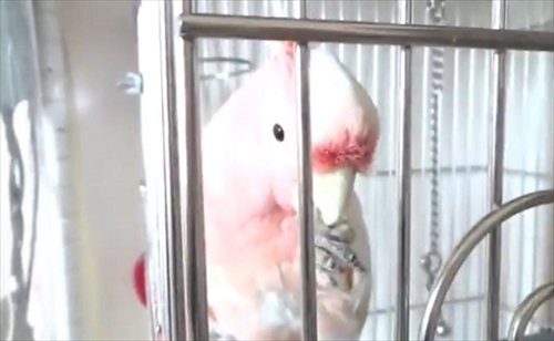 秒で脱走するオウムさん