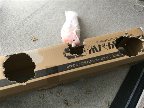 秒で脱走するオウムさん