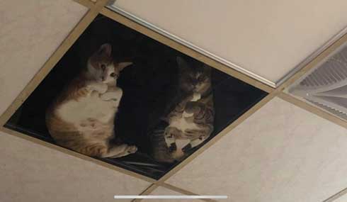 店 天井 猫用 改造 監視 猫 裏側 お腹