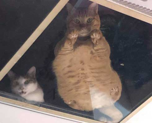 店 天井 猫用 改造 監視 猫 裏側 お腹
