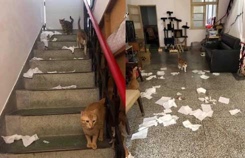 店 天井 猫用 改造 監視 猫 裏側 お腹