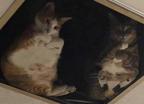 店 天井 猫用 改造 監視 猫 裏側 お腹