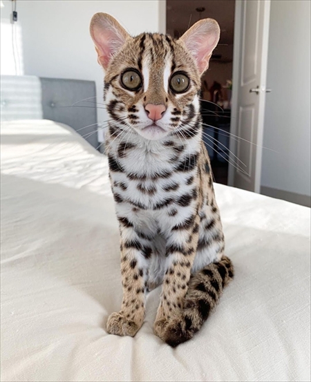 ベンガルヤマネコ