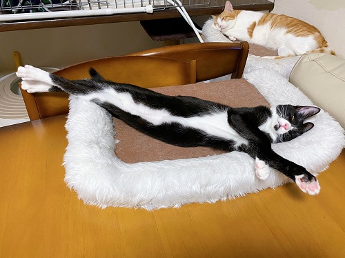 ながーい猫ちゃん