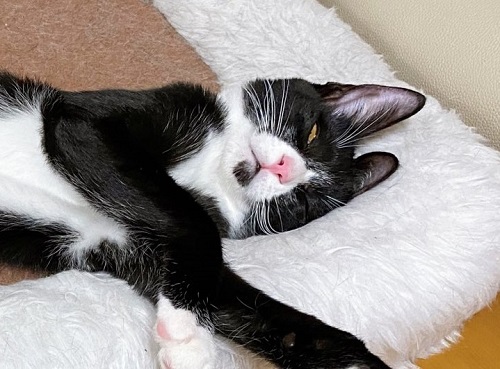 ながーい猫ちゃん